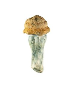 Code Blue Mushroom