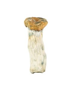 Golden Thrasher Mushroom for Sale Online