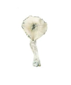 Jedi Mind Fuck Mushroom for Sale Online