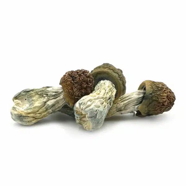 Penis Envy magic mushrooms