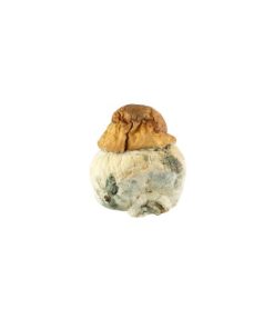 Texas Yellow Cap Mushroom for Sale Online
