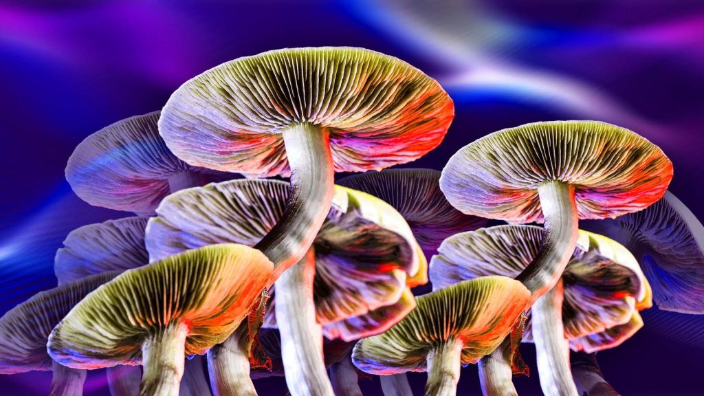buy magic mushrooms in Canada